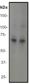 Western blot - Anti-Rel B antibody [EP613Y] - BSA and Azide free (AB247280), expandable thumbnail