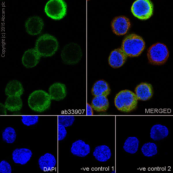 Immunocytochemistry/ Immunofluorescence - Anti-Rel B antibody [EP614Y] (AB33907)