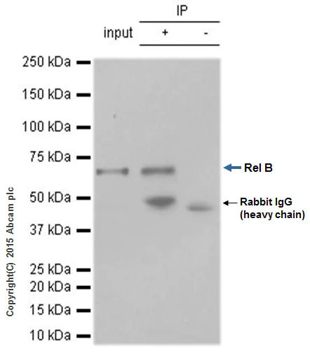 Immunoprecipitation - Anti-Rel B antibody [EP614Y] (AB33907)