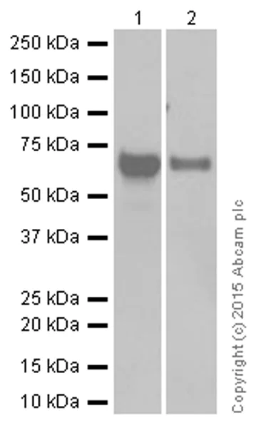 Western blot - Anti-Rel B antibody [EP614Y] (AB33907)