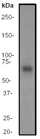 Western blot - Anti-Rel B antibody [EP614Y] (AB33907)