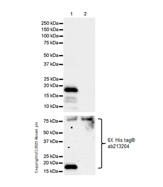 Western blot - Anti-Rel B antibody [EPR26077-23] (AB309084)