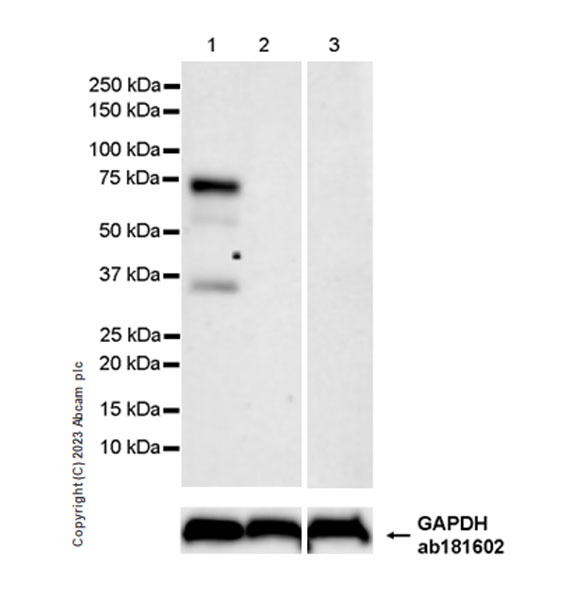 Western blot - Anti-Rel B antibody [EPR26077-23] - BSA and Azide free (AB309085)