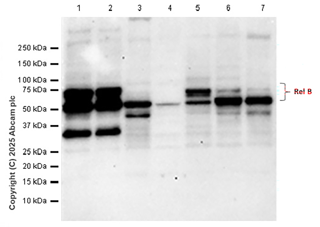 Western blot - Anti-Rel B antibody [EPR26077-23] - BSA and Azide free (AB309085)