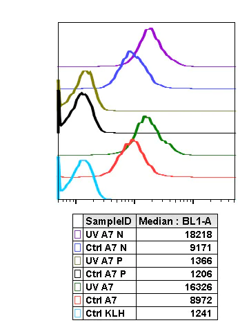 Flow Cytometry - Anti-Rel B (phospho S552) antibody [RelBS552-A7] (AB278710)
