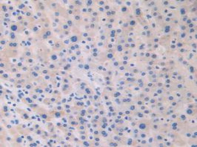 Immunohistochemistry (Formalin/PFA-fixed paraffin-embedded sections) - Anti-Relaxin 2/RLN2 antibody (AB232707)