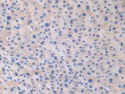 Immunohistochemistry (Formalin/PFA-fixed paraffin-embedded sections) - Anti-Relaxin 2/RLN2 antibody (AB232707)