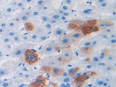 Immunohistochemistry (Formalin/PFA-fixed paraffin-embedded sections) - Anti-Relaxin 2/RLN2 antibody (AB232707)