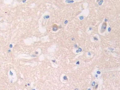 Immunohistochemistry (Formalin/PFA-fixed paraffin-embedded sections) - Anti-Relaxin 2/RLN2 antibody (AB232707)