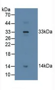 Western blot - Anti-Relaxin 2/RLN2 antibody (AB232707)