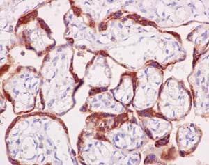 Immunohistochemistry (Formalin/PFA-fixed paraffin-embedded sections) - Anti-Relaxin 2/RLN2 antibody [EPR14205] - BSA and Azide free (AB240271)
