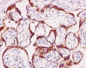 Immunohistochemistry (Formalin/PFA-fixed paraffin-embedded sections) - Anti-Relaxin 2/RLN2 antibody [EPR14205] - BSA and Azide free (AB240271)