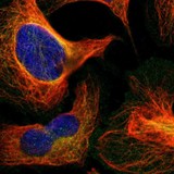 Immunocytochemistry/ Immunofluorescence - Anti-RELL1 antibody (AB121394), expandable thumbnail