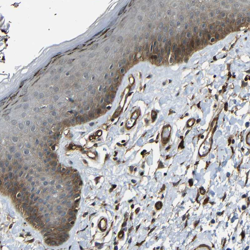 Immunohistochemistry (Formalin/PFA-fixed paraffin-embedded sections) - Anti-RELL1 antibody (AB121394), expandable thumbnail