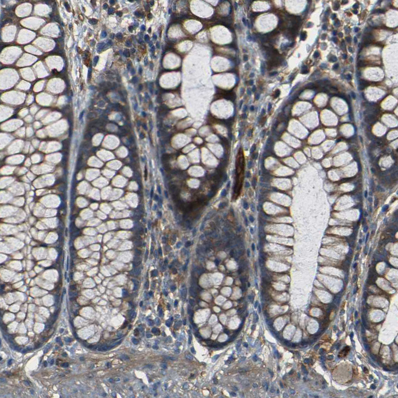 Immunohistochemistry (Formalin/PFA-fixed paraffin-embedded sections) - Anti-RELL1 antibody (AB121394), expandable thumbnail