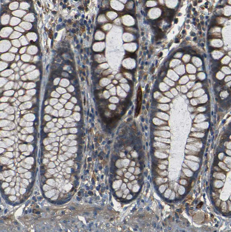 Immunohistochemistry (Formalin/PFA-fixed paraffin-embedded sections) - Anti-RELL1 antibody (AB121394)