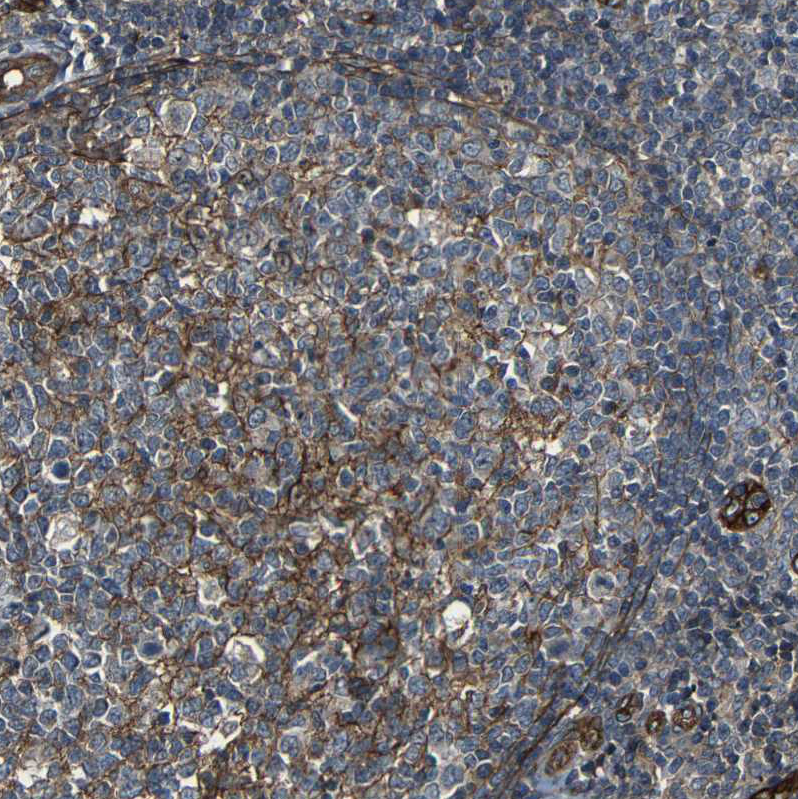 Immunohistochemistry (Formalin/PFA-fixed paraffin-embedded sections) - Anti-RELL1 antibody (AB121394), expandable thumbnail
