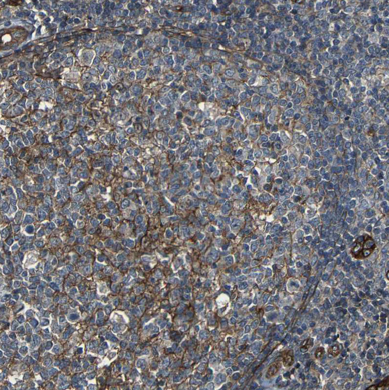 Immunohistochemistry (Formalin/PFA-fixed paraffin-embedded sections) - Anti-RELL1 antibody (AB121394)