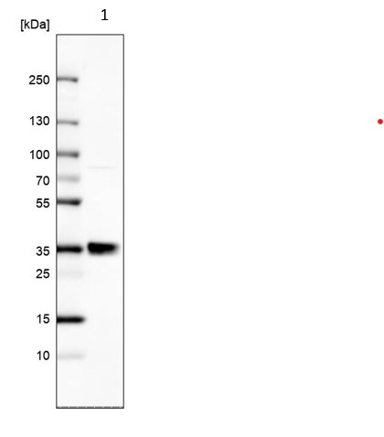 Western blot - Anti-RELL1 antibody (AB121394), expandable thumbnail