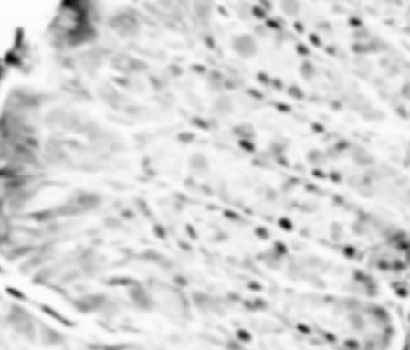 Immunohistochemistry (Formalin/PFA-fixed paraffin-embedded sections) - Anti-RELM beta antibody (AB11429)