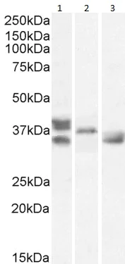 Western blot - Anti-Renalase antibody (AB31291)