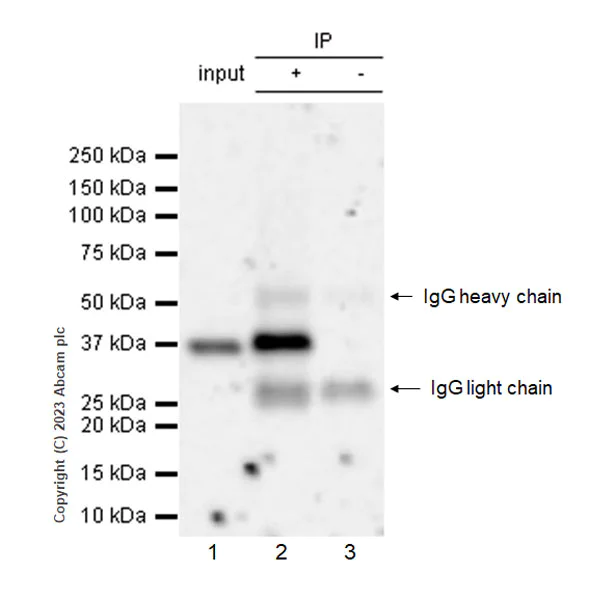Immunoprecipitation - Anti-Renalase antibody [EPR25655-163] - BSA and Azide free (AB314304)