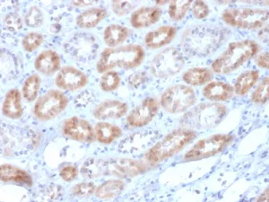 Immunohistochemistry (Formalin/PFA-fixed paraffin-embedded sections) - Anti-Renalase antibody [RNLS/1940] (AB236560)