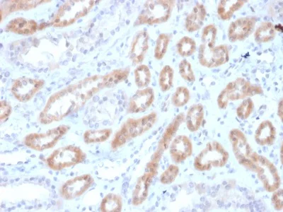 Immunohistochemistry (Formalin/PFA-fixed paraffin-embedded sections) - Anti-Renalase antibody [RNLS/1940] (AB236560)
