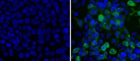 Immunocytochemistry/ Immunofluorescence - Anti-Renilla Luciferase antibody (AB187338)