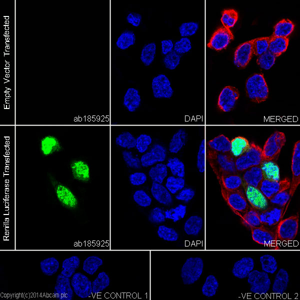 Immunocytochemistry/ Immunofluorescence - Anti-Renilla Luciferase antibody [EPR17791] (AB185925), expandable thumbnail