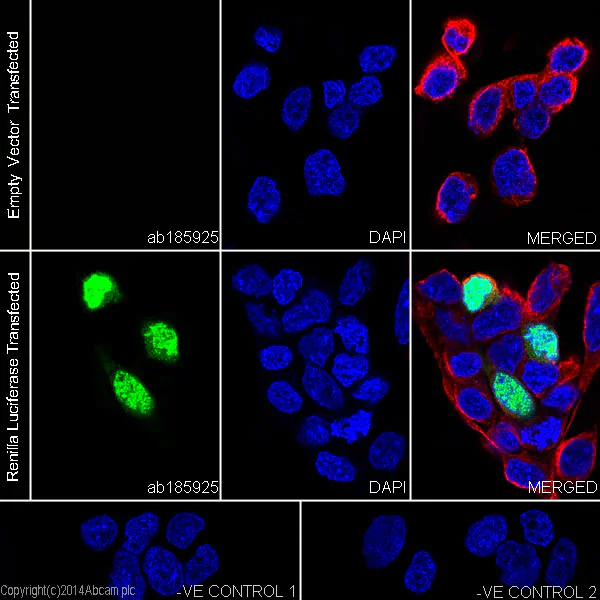 Immunocytochemistry/ Immunofluorescence - Anti-Renilla Luciferase antibody [EPR17791] (AB185925)