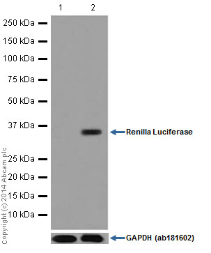 Western blot - Anti-Renilla Luciferase antibody [EPR17791] (AB185925), expandable thumbnail