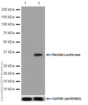 Western blot - Anti-Renilla Luciferase antibody [EPR17791] (AB185925)