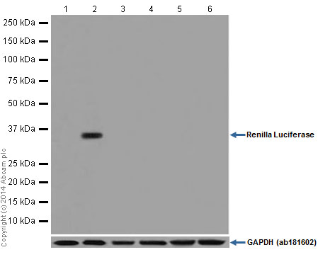 Western blot - Anti-Renilla Luciferase antibody [EPR17791] (AB185925), expandable thumbnail