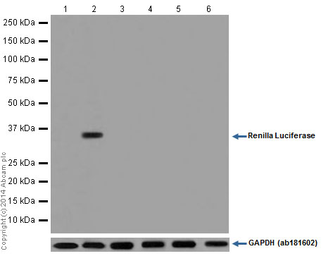 Western blot - Anti-Renilla Luciferase antibody [EPR17791] (AB185925), expandable thumbnail