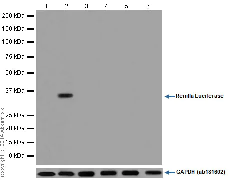 Western blot - Anti-Renilla Luciferase antibody [EPR17791] (AB185925)
