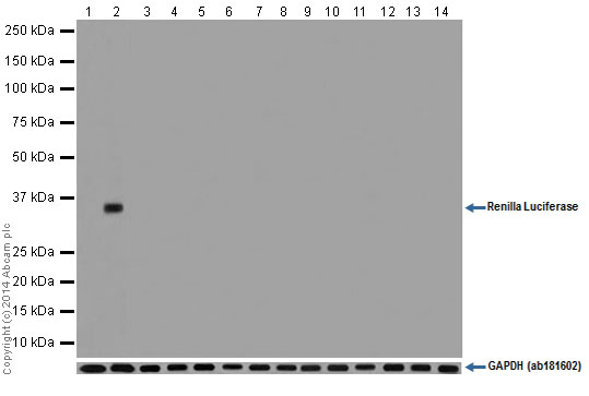 Western blot - Anti-Renilla Luciferase antibody [EPR17791] (AB185925), expandable thumbnail