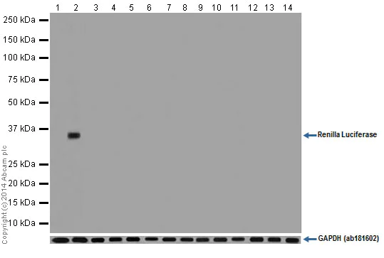 Western blot - Anti-Renilla Luciferase antibody [EPR17791] (AB185925)