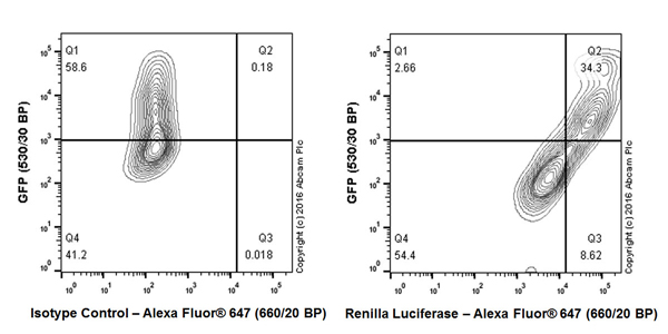 Anti-Renilla Luciferase antibody [EPR17792]