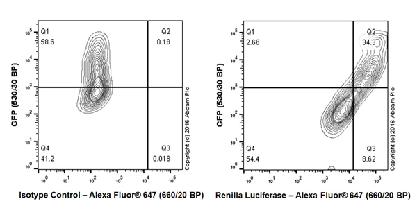 Flow Cytometry - Anti-Renilla Luciferase antibody [EPR17792] (AB185926)