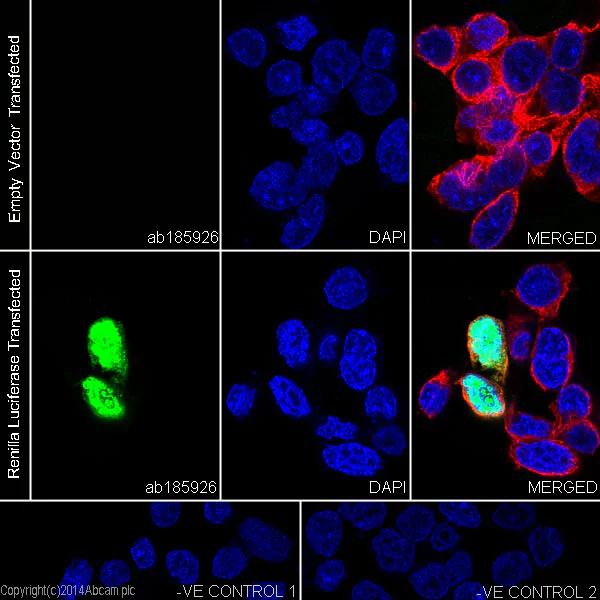 Immunocytochemistry/ Immunofluorescence - Anti-Renilla Luciferase antibody [EPR17792] (AB185926)