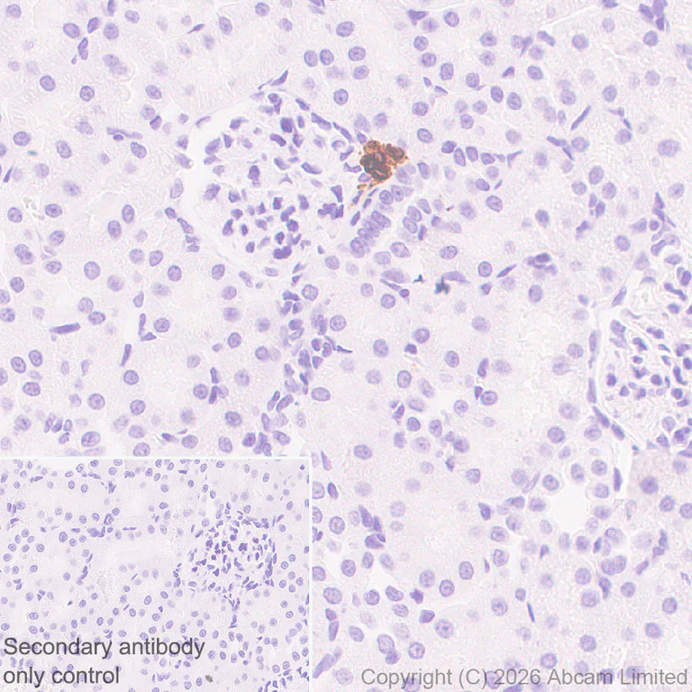 Immunohistochemistry (Formalin/PFA-fixed paraffin-embedded sections) - Anti-Renin-1+ Renin-2 antibody [EPR30219-25] (AB326049)