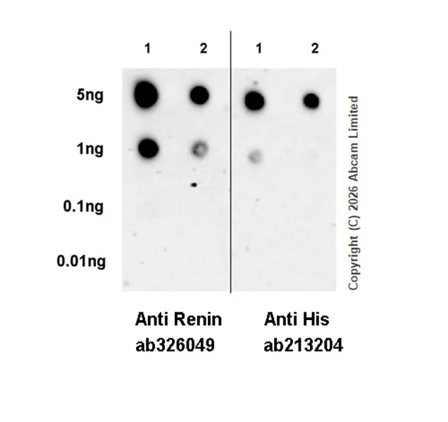 Dot Blot - Anti-Renin-1+ Renin-2 antibody [EPR30219-25] - BSA and Azide free (AB326092)