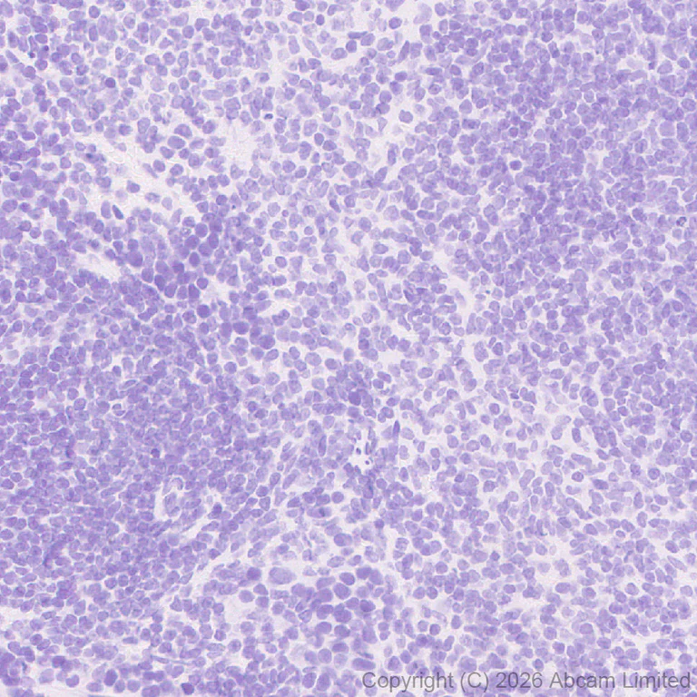 Immunohistochemistry (Formalin/PFA-fixed paraffin-embedded sections) - Anti-Renin-1+ Renin-2 antibody [EPR30219-25] - BSA and Azide free (AB326092)