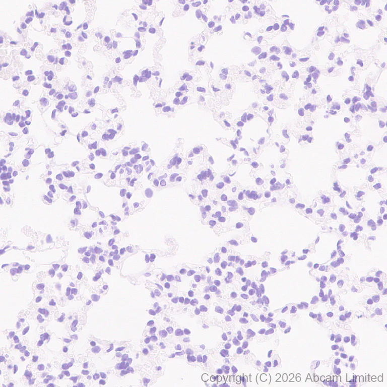 Immunohistochemistry (Formalin/PFA-fixed paraffin-embedded sections) - Anti-Renin-1+ Renin-2 antibody [EPR30219-25] - BSA and Azide free (AB326092)