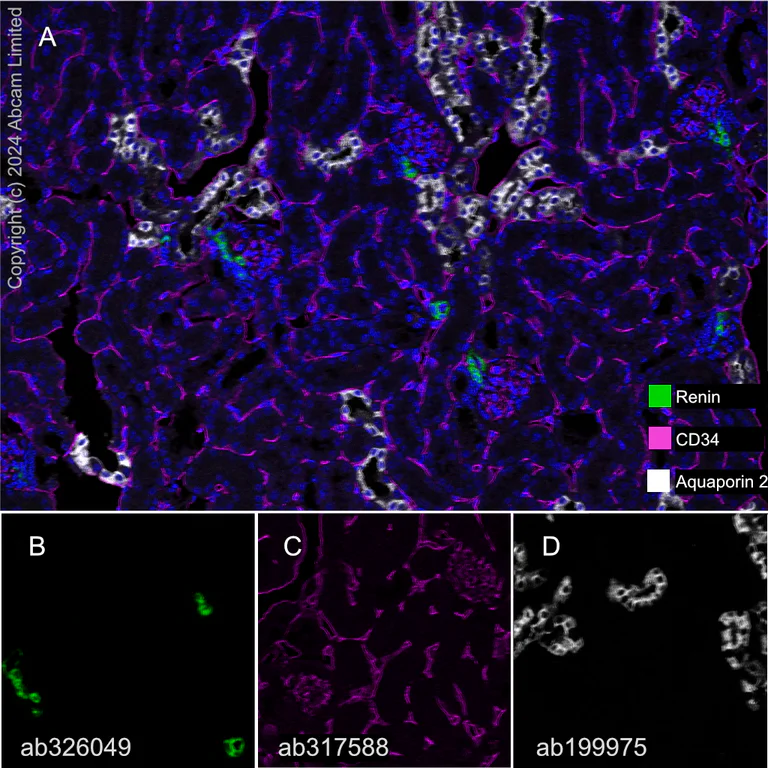 Multiplex immunohistochemistry - Anti-Renin-1+ Renin-2 antibody [EPR30219-25] - BSA and Azide free (AB326092)