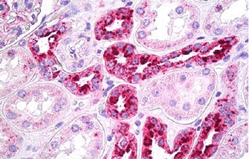Immunohistochemistry (Formalin/PFA-fixed paraffin-embedded sections) - Anti-Renin antibody [7D3-E3] (AB134783)