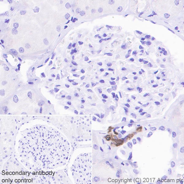 Immunohistochemistry (Formalin/PFA-fixed paraffin-embedded sections) - Anti-Renin antibody [EPR20693] (AB212197), expandable thumbnail