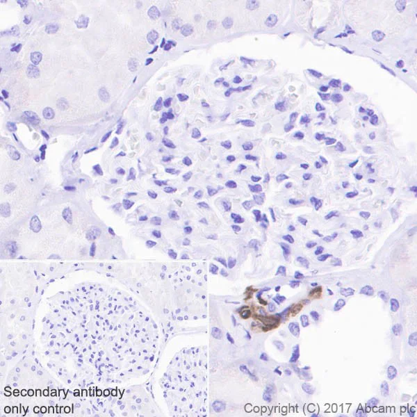 Immunohistochemistry (Formalin/PFA-fixed paraffin-embedded sections) - Anti-Renin antibody [EPR20693] (AB212197)