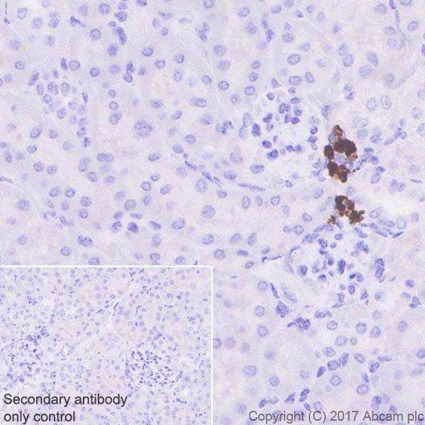 Immunohistochemistry (Formalin/PFA-fixed paraffin-embedded sections) - Anti-Renin antibody [EPR20693] (AB212197), expandable thumbnail